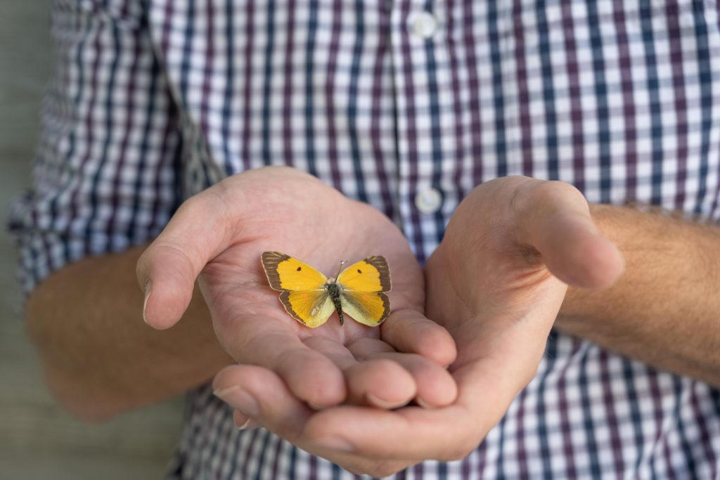 Butterfly in the palm of the hand