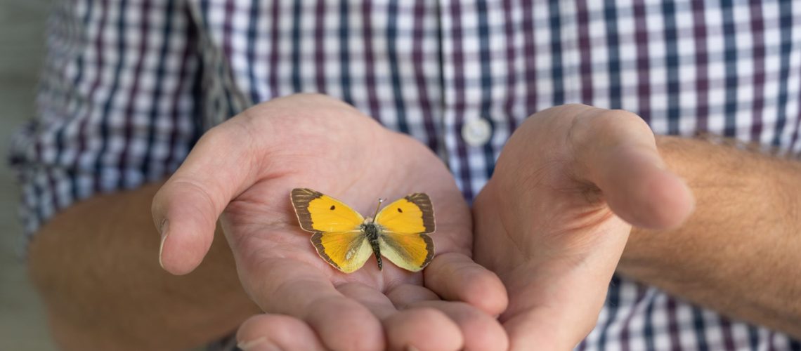 Butterfly in the palm of the hand